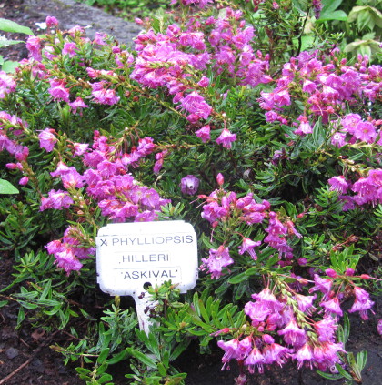 Phylliopsis hillieri 'Askival' 